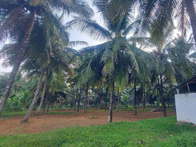 Agricultural Land 1 Ares for Sale in Mahalingapuram, Pollachi, Coimbatore