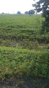 Agricultural Land 16 Acre for Sale in Ichhawar, Sehore