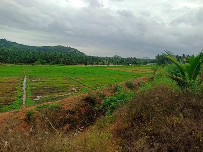 Agricultural Land 5 Acre for Sale in Uddanapalli, Krishnagiri