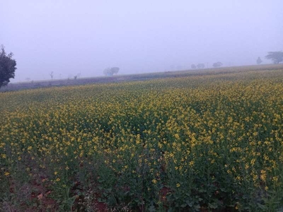 Agricultural Land 7 Acre for Sale in Pataudi, Gurgaon