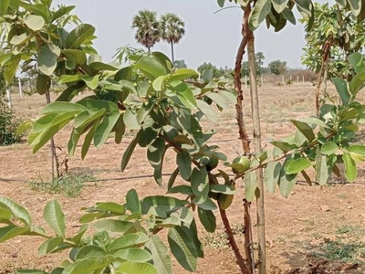 Tirumala Hills Piglipur