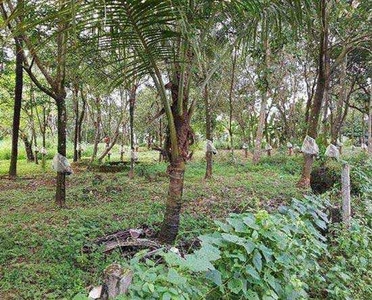 Agricultural Land 1 Acre for Sale in Poomala, Thrissur