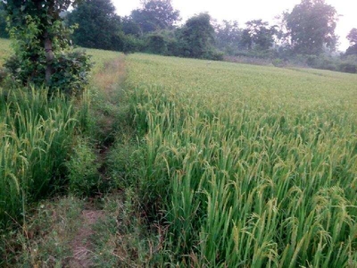 Agricultural Land 105 Acre for Sale in Amarkantak, Anuppur