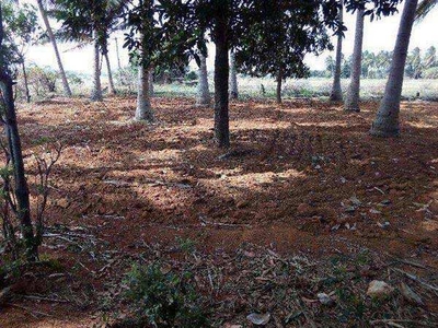 Agricultural Land 13 Ares for Sale in Vikramasingapuram, Tirunelveli