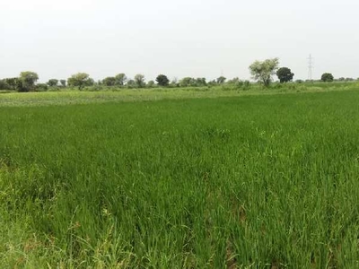 Agricultural Land 14 Bigha for Sale in Uniara, Tonk