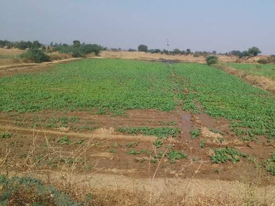 Agricultural Land 16 Bigha for Sale in Uniara, Tonk