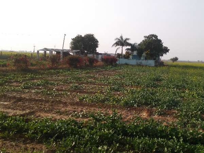 Agricultural Land 2 Bigha for Sale in Uniara, Tonk