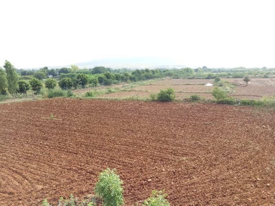 Agricultural Land 21 Bigha for Sale in Peeplu, Tonk