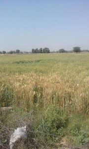 Agricultural Land 30 Bigha for Sale in