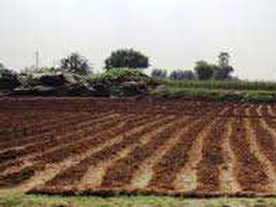 Agricultural Land 4 Bigha for Sale in Maharajpur, Kanpur