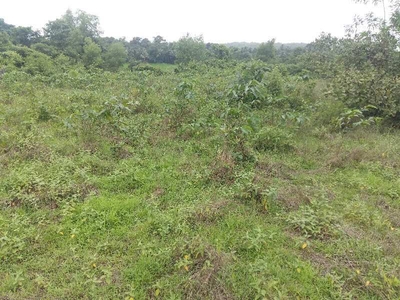 Agricultural Land 40 Guntha for Sale in Sawantwadi, Sindhudurg