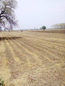 Agricultural Land 50 Cent for Sale in Pedakurapadu, Guntur