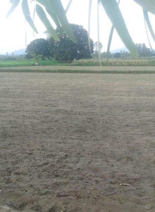Agricultural Land 60 Bigha for Sale in