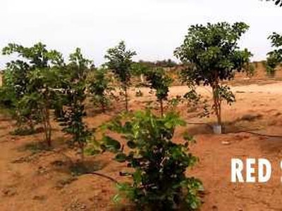 Agricultural Land 9288 Sq.ft. for Sale in