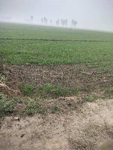 Agricultural Land 40 Acre for Sale in Bhunga, Hoshiarpur