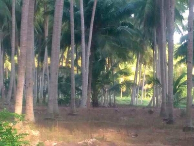 Agricultural Land 1 Acre for Sale in Madampatti, Coimbatore