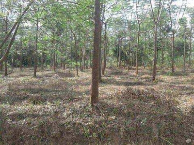 Agricultural Land 1 Acre for Sale in Sakleshpur, Hassan