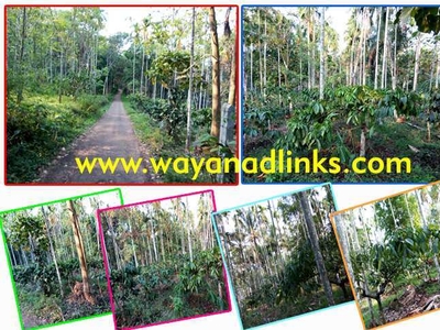 Agricultural Land 1 Ares for Sale in Kalpetta, Wayanad