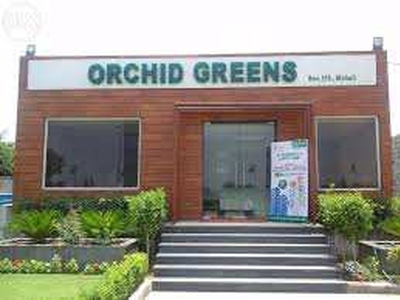 Orchid Greens