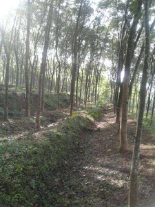 Agricultural Land 1 Hectares for Sale in Pathanapuram, Kollam