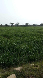 Agricultural Land 10 Bigha for Sale in Barundhan, Bundi