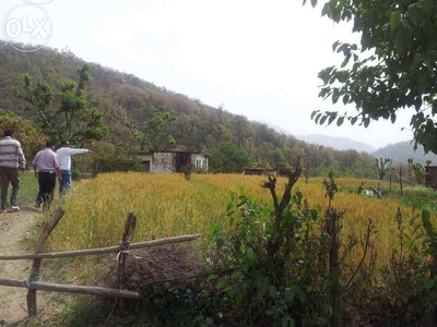 Agricultural Land 100 Bigha for Sale in