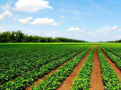Agricultural Land 120 Acre for Sale in Kushtagi, Koppal