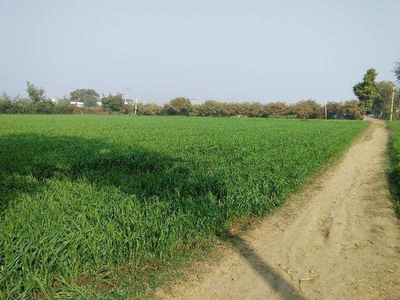 Agricultural Land 14 Bigha for Sale in Nainwa, Bundi