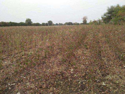 Agricultural Land 15 Acre for Sale in Gaigaon, Akola