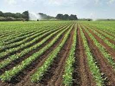 Agricultural Land 2 Acre for Sale in Adgaon, Nashik