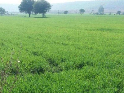 Agricultural Land 2100 Acre for Sale in Shamshahbad - (Vidisha) - (Madhya Pradesh) Vidisha