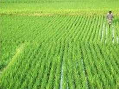 Agricultural Land 23 Bigha for Sale in Dhandhuka, Ahmedabad