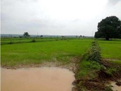 Agricultural Land 230 Acre for Sale in Jabera, Damoh
