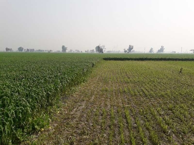 Agricultural Land 27 Acre for Sale in Saila Khurd, Hoshiarpur