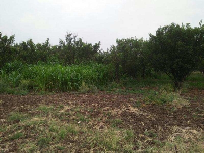 Agricultural Land 3 Acre for Sale in Balapur, Akola
