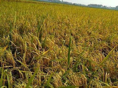 Agricultural Land 3 Bigha for Sale in Barabanki, Lucknow