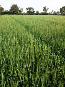Agricultural Land 3 Bigha for Sale in Naroda, Ahmedabad