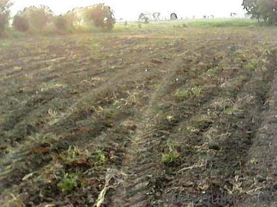 Agricultural Land 3 Bigha for Sale in