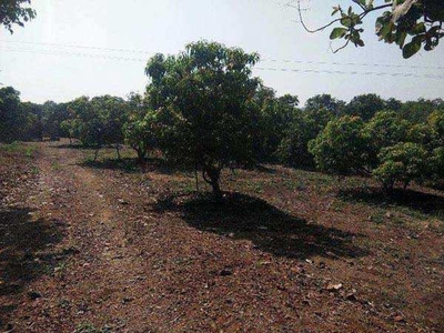 Agricultural Land 30 Bigha for Sale in Talala, Gir Somnath