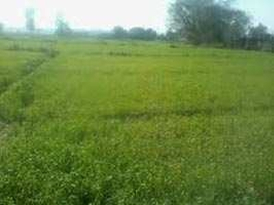 Agricultural Land 38 Bigha for Sale in