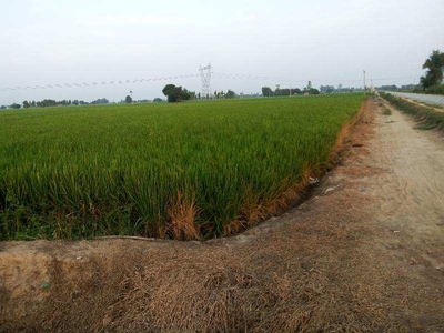 Agricultural Land 40 Acre for Sale in Main Road, Jalandhar