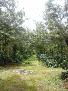 Agricultural Land 43650 Sq.ft. for Sale in Belur Hassan