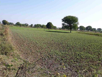 Agricultural Land 5 Acre for Sale in Jabera, Damoh