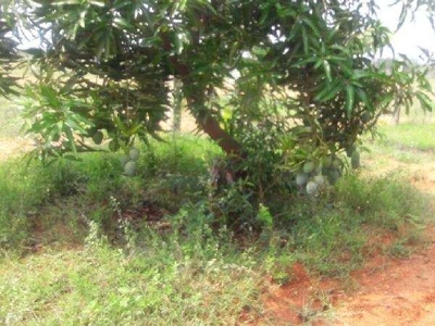 Agricultural Land 50 Acre for Sale in Melacheval, Tirunelveli