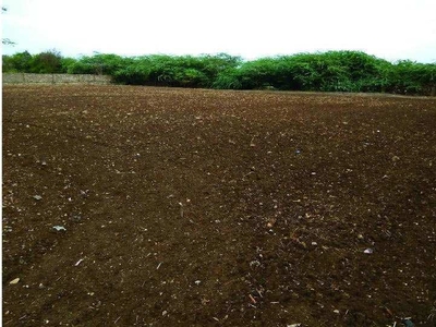 Agricultural Land 50 Bigha for Sale in Sasan Gir, Junagadh