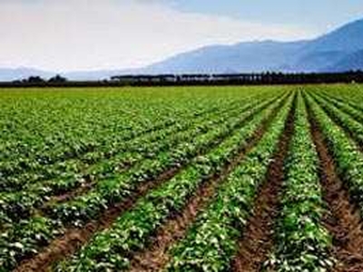 Agricultural Land 5500 Sq. Yards for Sale in Ramgarh, Alwar