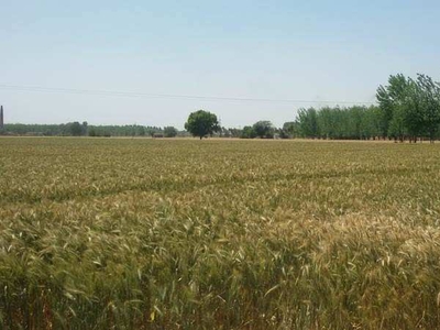 Agricultural Land 6 Acre for Sale in Machhiwara, Ludhiana
