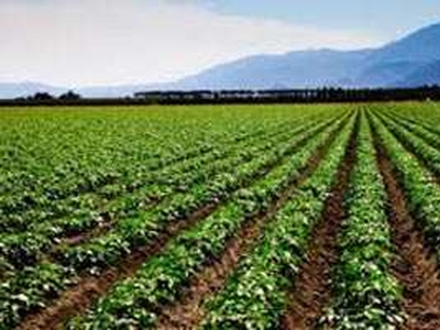 Agricultural Land 60 Bigha for Sale in
