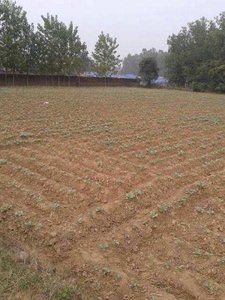 Agricultural Land 60 Marla for Sale in Sadaura, Yamunanagar