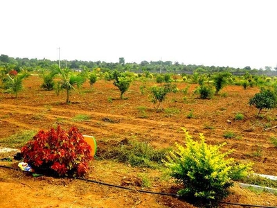 Agricultural Land 605 Sq. Yards for Sale in Yadagirigutta, Nalgonda